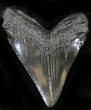 Megalodon Tooth - South Carolina #26492-1
